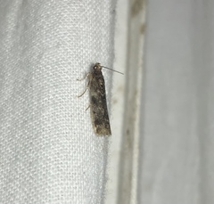 Ephestiopsis oenobarella