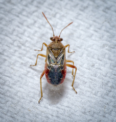 Liorhyssus