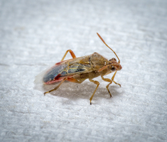 Liorhyssus