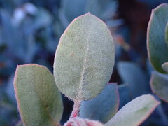Arctostaphylos silvicola