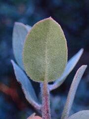 Arctostaphylos silvicola