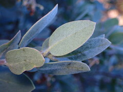 Arctostaphylos silvicola