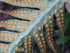 Polypodium cambricum
