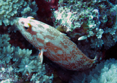 Cephalopholis