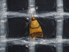 Heteroteucha translatella