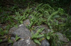 Nephrolepis obliterata