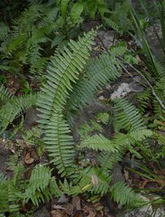Nephrolepis obliterata