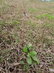 Mosla dianthera