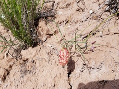 Astragalus ceramicus