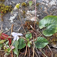 Viola alba