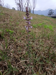 Mosla dianthera