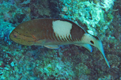 Gracila albomarginata