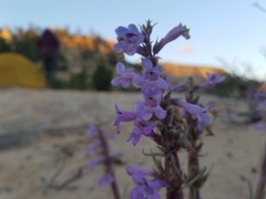 Penstemon ammophilus