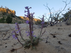 Penstemon ammophilus