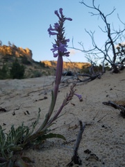Penstemon ammophilus