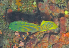 Cephalopholis polleni