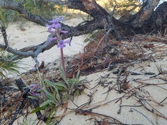 Penstemon ammophilus