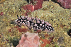 Phyllidiella pustulosa