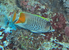 Chaetodon xanthurus