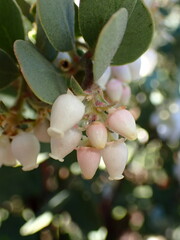 Arctostaphylos silvicola