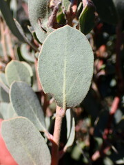 Arctostaphylos silvicola