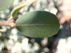 Arctostaphylos silvicola