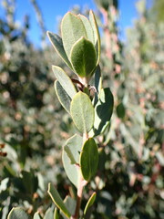 Arctostaphylos silvicola