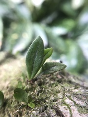 Lemmaphyllum microphyllum