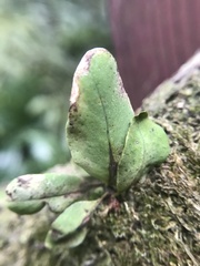 Lepisorus thunbergianus