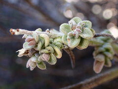 Extriplex californica