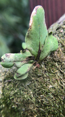 Lepisorus thunbergianus