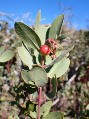 Arctostaphylos silvicola