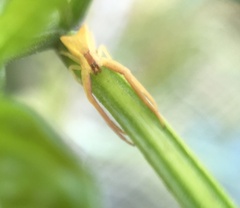 Sidymella trapezia