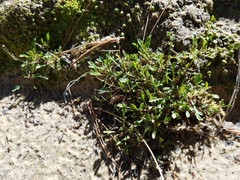 Erigeron sionis