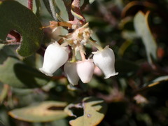 Arctostaphylos silvicola