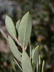 Arctostaphylos silvicola