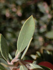 Arctostaphylos silvicola