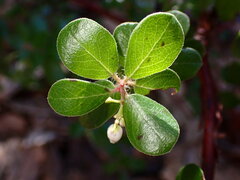 Arctostaphylos sensitiva