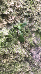 Pyrrosia adnascens