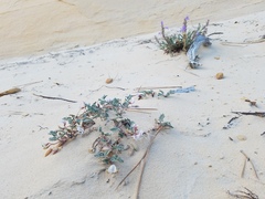 Astragalus striatiflorus