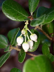 Arctostaphylos sensitiva