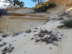 Penstemon ammophilus