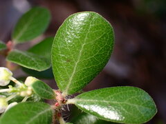 Arctostaphylos sensitiva