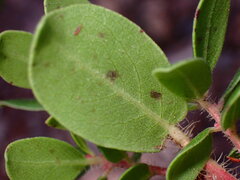 Arctostaphylos sensitiva
