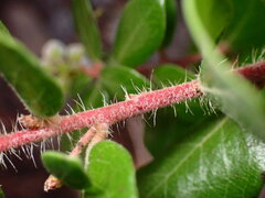 Arctostaphylos sensitiva