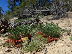 Astragalus megacarpus