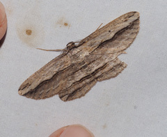 Euphronarcha luxaria