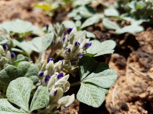 Paria River Indian breadroot (Pediomelum pariense)
