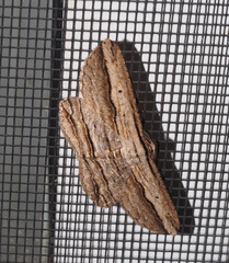 Euphronarcha luxaria