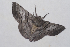 Hypobapta diffundens